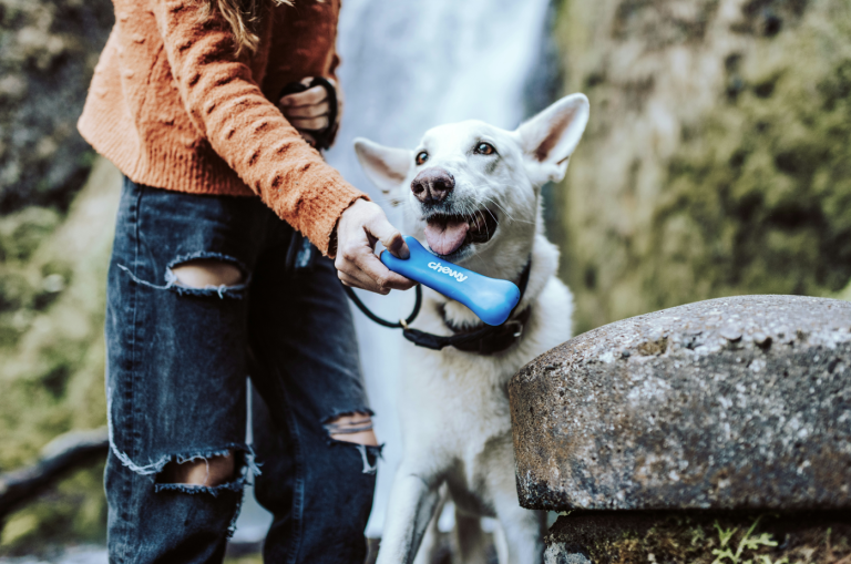 cane bianco e padrone che tiene in mano un accessorio per animali domestici