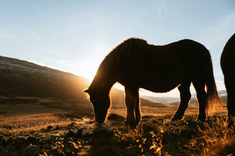 Cavallo che bruca l'erba al tramonto