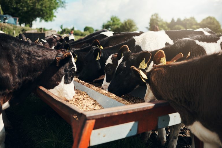 Feed Economy il ruolo chiave dell’industria mangimistica nell’agroalimentare italiano