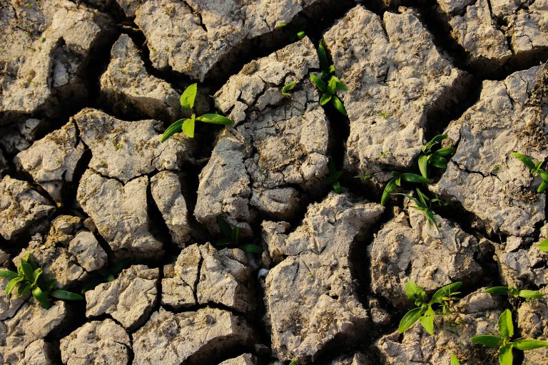 Salute del suolo e agricoltura rigenerativa i dati Nomisma